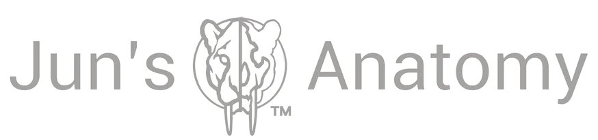 Jun's Anatomy Anatomy Models Logo