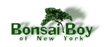 Bonsai Boy of New York Logo